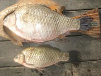 낚시사랑충주점 통신원속보 > 낚시사랑 충주점 특대물조황 : 낚시사랑