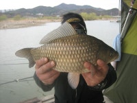 낚시사랑충주점 통신원속보 > 낚시사랑 충주점대물41cm조황 : 낚시사랑