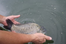 남한강낚시 통신원속보 > 서운리 솔 허리급 마릿수, 하천 마릿수 대박 ~~~ : 낚시사랑