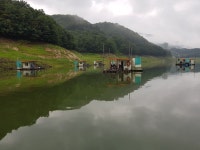 남한강낚시 통신원속보 > 서운리 솔 허리급 마릿수, 하천 마릿수 대박 ~~~ : 낚시사랑