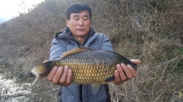 단양대물낚시 통신원속보 > 이번주 조황입니다. : 낚시사랑