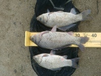 음성대호낚시 통신원속보 > 음성 모란지 , 내곡지 : 낚시사랑