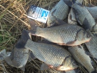 안면대물낚시 통신원속보 > 12/15 부남호 새우낚시 주말 조황 : 낚시사랑