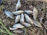 양구낚시 통신원속보 > 파로호공수리 조황입니다 : 낚시사랑