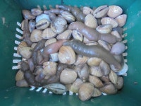 조황조행기 > 특파원조황 > 2/1 안면도권 저수지 및 수로 첫끗발이 개끗발 조황