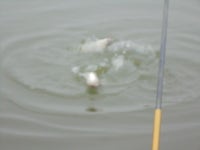 조황조행기 > 특파원조황 > 2/1 안면도권 저수지 및 수로 첫끗발이 개끗발 조황