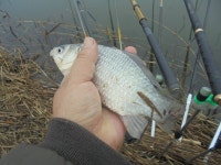 조황조행기 > 특파원조황 > 2/1 안면도권 저수지 및 수로 첫끗발이 개끗발 조황