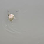 낚시사랑충주점 통신원속보 > 낚시사랑 충주점 조황 : 낚시사랑