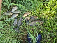 조황조행기 > 특파원조황 > 한가위 풍성한 생미끼 4짜 대물붕어 마릿수 조황