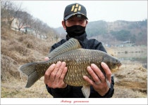 관문낚시마트 통신원속보 > 달천강 44 cm..대물..요도천 조황.. : 낚시사랑