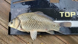 내사리사공 통신원속보 > 제일4짜4짜.문골허리급월척 : 낚시사랑