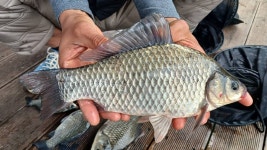 내사리사공 통신원속보 > 키다리월척과 마리수 붕어들의 움직임이 살아납니다 : 낚시사랑