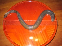 쵸빈 민물낚시 노지조행기 > 충북 음성천 자연산 장어 겟!! : 낚시사랑