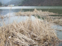 참태공 민물낚시 노지조행기 > 문평 대도지 나오는붕어 : 낚시사랑