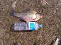 황실붕어 민물낚시 노지조행기 > 한번더......중흥지 : 낚시사랑