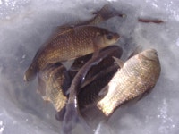 황실붕어 민물낚시 노지조행기 > 한번더 ......들이댄다 (용곡지) : 낚시사랑