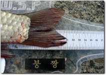 붕짱. 민물낚시 노지조행기 > 태안수로에서 턱걸이와 마릿수대박.. : 낚시사랑