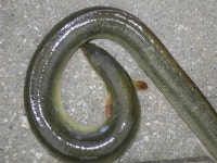 오리온 민물낚시 노지조행기 > 당찬 손맛에 장어가 : 낚시사랑