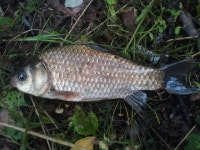 엉터리조사 민물낚시 노지조행기 > 앙암지 다녀왔습니다. : 낚시사랑