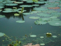 오리온 민물낚시 노지조행기 > 연밭에서 본 님 : 낚시사랑