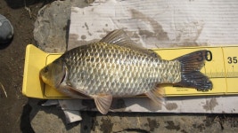 그시랑 민물낚시 노지조행기 > 태안죽림지 서산부남호 봉락수로.. : 낚시사랑