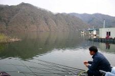 나들이 민물낚시 노지조행기 > 춘천호 수몰나무포인트의 전설 ^^ : 낚시사랑
