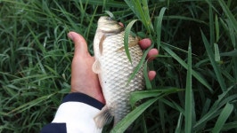 솔바람소리 민물낚시 노지조행기 > 수로 이야기 : 낚시사랑