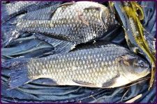 대물교주 민물낚시 노지조행기 > 부여인근 수로에서 : 낚시사랑