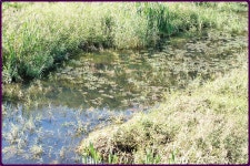 대물교주 민물낚시 노지조행기 > 부여인근 수로에서 : 낚시사랑