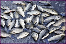 대물교주 민물낚시 노지조행기 > 부여인근 수로에서 : 낚시사랑