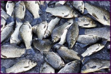 대물교주 민물낚시 노지조행기 > 부여인근 수로에서 : 낚시사랑