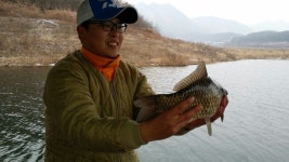 보은붕어 민물낚시 노지조행기 > - 보은붕어의 충주호 내사리권 낚시 - : 낚시사랑