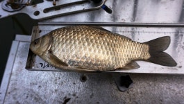 낙엽비 민물낚시 노지조행기 > 『방황의 끝 인평저수지』 : 낚시사랑