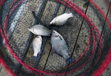 공산노을 민물낚시 노지조행기 > 허당파의 좌충우돌 낚시기행기1 : 낚시사랑