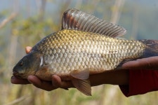 그~네 민물낚시 노지조행기 > 청평 미사리권으로 쨤낚시를 다녀와서... : 낚시사랑