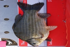 그~네 민물낚시 노지조행기 > 청평 미사리권으로 쨤낚시를 다녀와서... : 낚시사랑