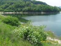 팔묜 민물낚시 노지조행기 > 낚시 댕겨온 이바구 : 낚시사랑