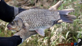 양실장 민물낚시 노지조행기 > 이런 젠장 뜰채가 필요한 이유 : 낚시사랑