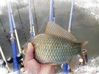 찌발이 민물낚시 노지조행기 > 찌발이의 붕어낚시 여행(남한강 양촌리권, 경북 상주 상주보) : 낚시사랑