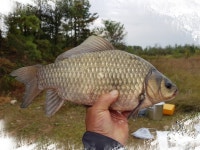 찌발이 민물낚시 노지조행기 > 찌발이의 붕어낚시 여행(남한강 양촌리권, 경북 상주 상주보) : 낚시사랑