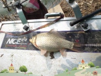 팔묜 민물낚시 노지조행기 > 낚시 댕겨온 이바구 : 낚시사랑