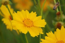 쩐프로(붕어놀이터) 민물낚시 노지조행기 > 백곡천수로 1박2일 낚시힐링 : 낚시사랑