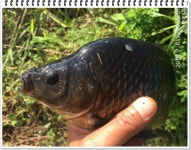 준비된태공 민물낚시 노지조행기 > 화성시 송산면 둠벙에서 ,,, : 낚시사랑