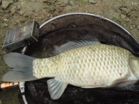 챔프의낚시여행 민물낚시 노지조행기 > 꽃피는 봄이오면 : 낚시사랑