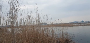 민물수영 민물낚시 노지조행기 > 붕어 금요일 단식중 금단붕어 휴업이요 : 낚시사랑