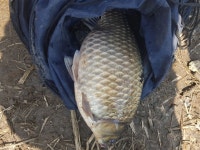 오짜붕어야ㅡ김포 민물낚시 노지조행기 > 흥지네 4짜와 수로4짜 : 낚시사랑