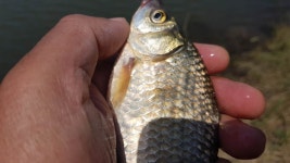 팔묜 민물낚시 노지조행기 > 낚시 댕겨온 이바구 : 낚시사랑