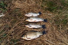 일산꾼 > 일산꾼의 피싱 다이어리-해남 마산면 오호제저수지 : 낚시사랑