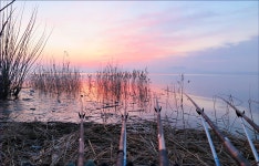 포인트맨 민물낚시 노지조행기 > 삽교호가 이상해...?! : 낚시사랑