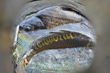 별바라기™ 민물낚시 노지조행기 > 청평호 : 낚시사랑